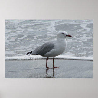 Seagull in der Nähe der Wasserkante Poster