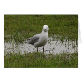 Seagull in einer Pfütze