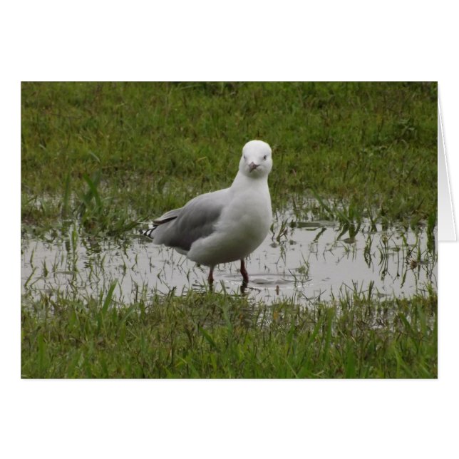 Seagull in einer Pfütze (Vorderseite (Horizontal))