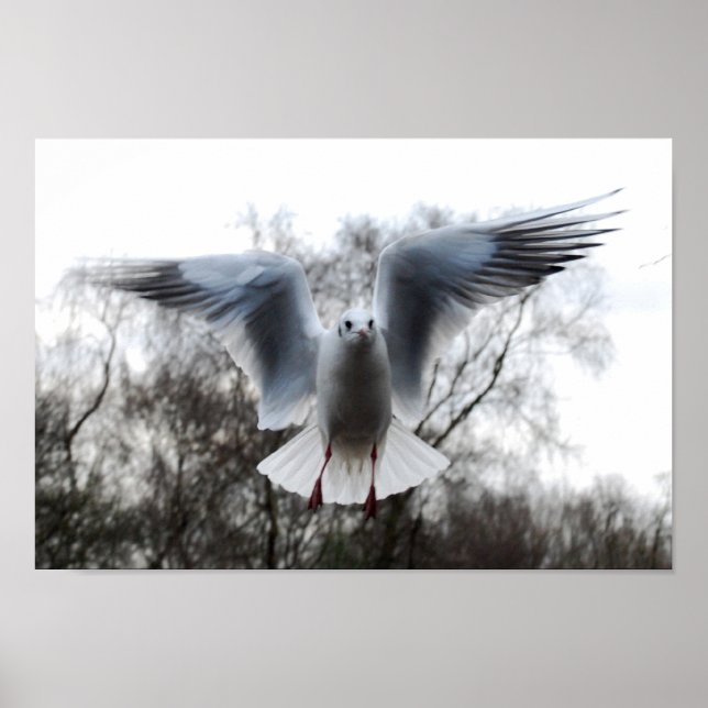 Seagull in Flight Poster (Vorne)