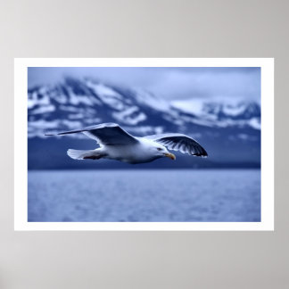 Seagull in Flight Wildlife Art Poster