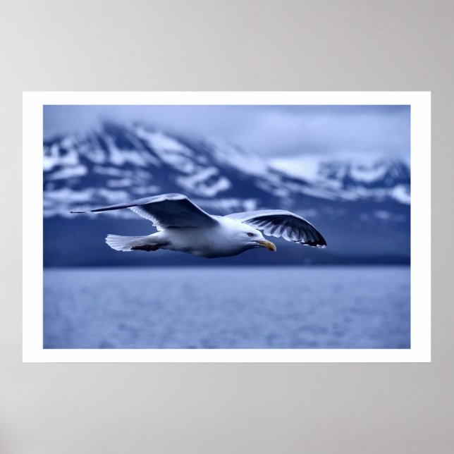 Seagull in Flight Wildlife Art Poster (Vorne)
