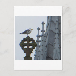 Seagull in Glasgow Postkarte