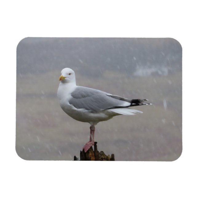 Seagull in Schnee Horizontal Flexible Foto Magnet (Horizontal)