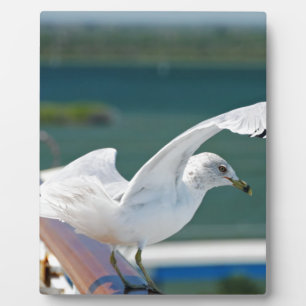 Seagull.JPG Fotoplatte