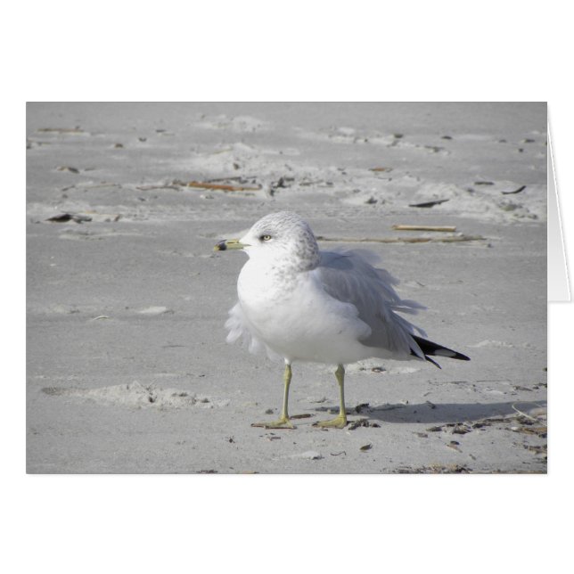 Seagull-Karte (Vorderseite (Horizontal))