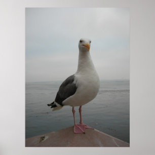 Seagull lächeln poster