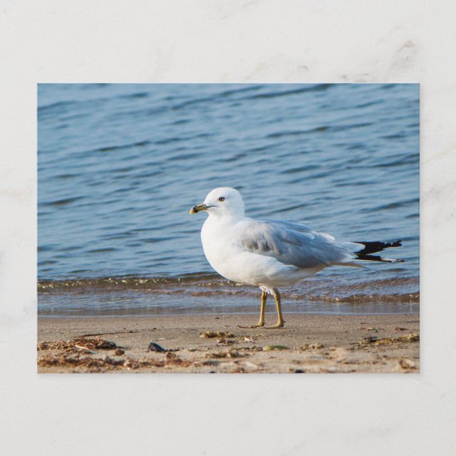 Seagull, Lake Ontario, Toronto, Kanada Postkarte (Vorderseite)