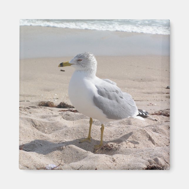 Seagull Magnet (Vorne)