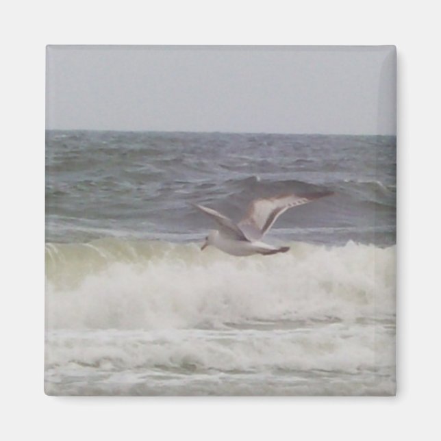 Seagull Magnet (Vorne)