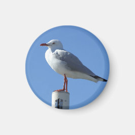 Seagull Magnet