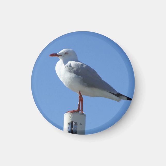Seagull Magnet (Vorne)