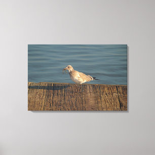 Seagull mit Dragonfly Tropisches Foto Leinwanddruck