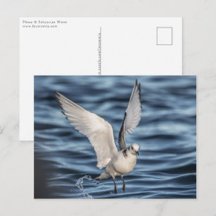 Seagull Nature Foto Postkarte