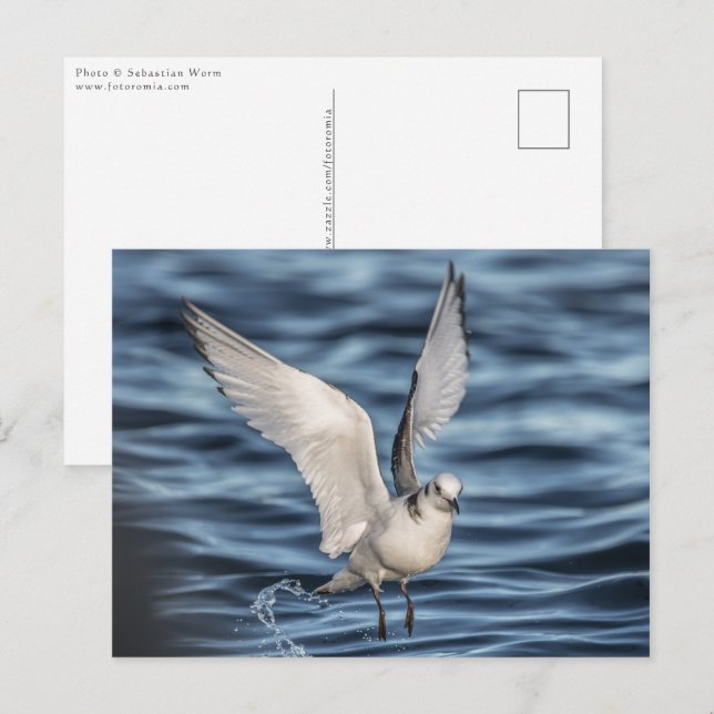 Seagull Nature Foto Postkarte (Vorne/Hinten)