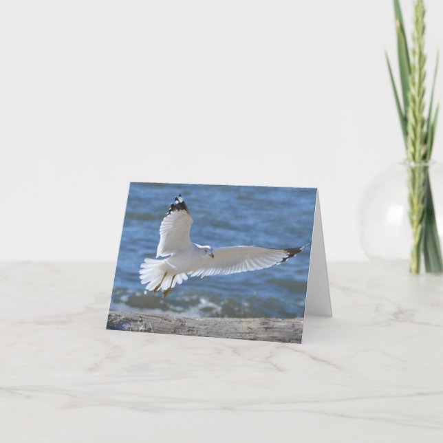 Seagull Notecard Karte (Vorderseite)