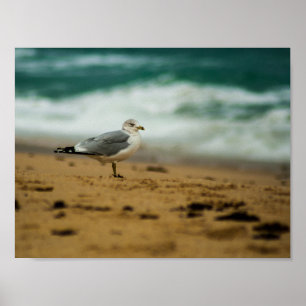 Seagull on Beach, Florida Poster