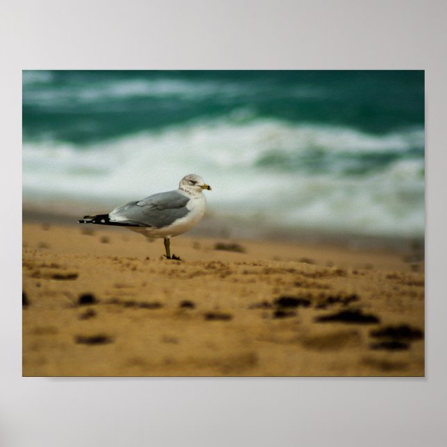 Seagull on Beach, Florida Poster (Vorne)
