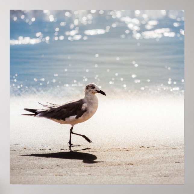 Seagull on Virginia Beach Poster (Vorne)