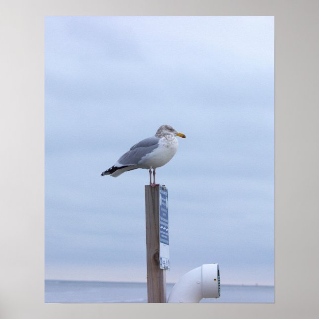 Seagull Photo Poster  (Vorne)