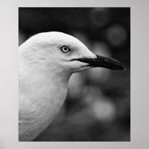 Seagull-Portrait Poster
