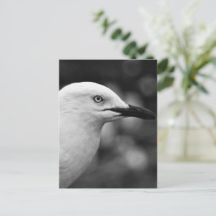 Seagull-Portrait Postkarte