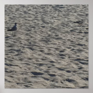 Seagull Poster
