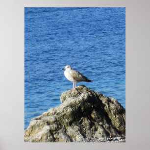 Seagull Poster
