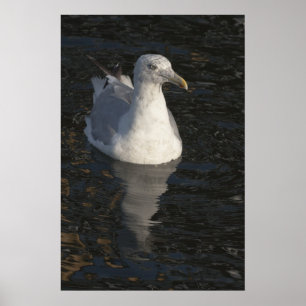 Seagull Poster