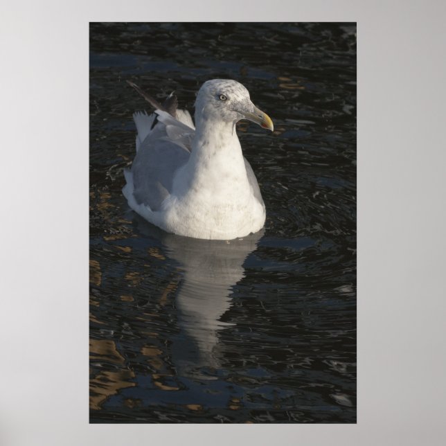 Seagull Poster (Vorne)