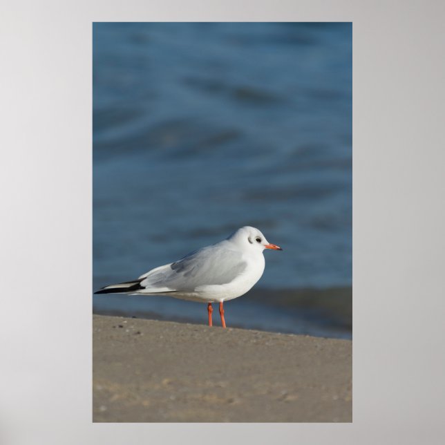 Seagull Poster (Vorne)