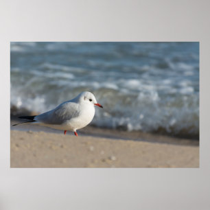 Seagull Poster