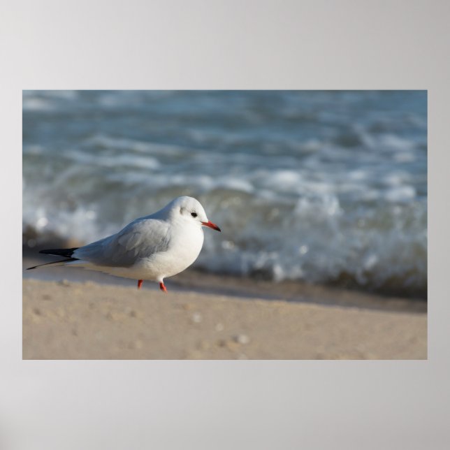 Seagull Poster (Vorne)