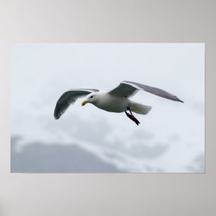 Seagull Poster 2