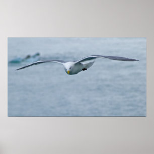 Seagull Poster 3