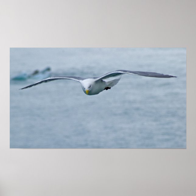 Seagull Poster 3 (Vorne)