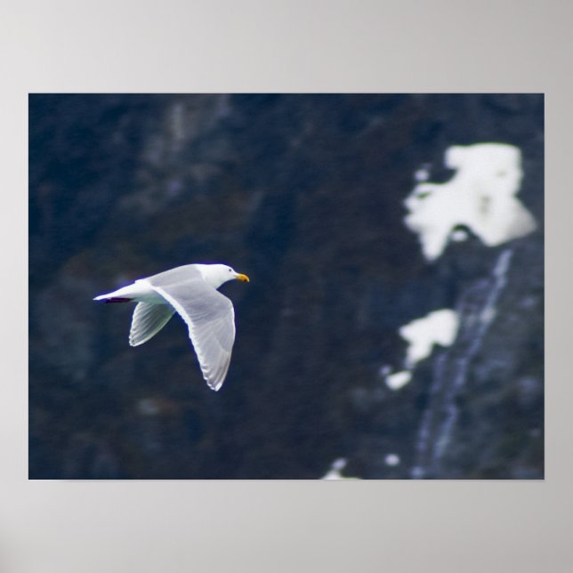 Seagull Poster 4 (Vorne)