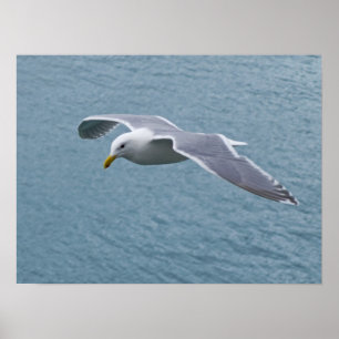 Seagull Poster 5