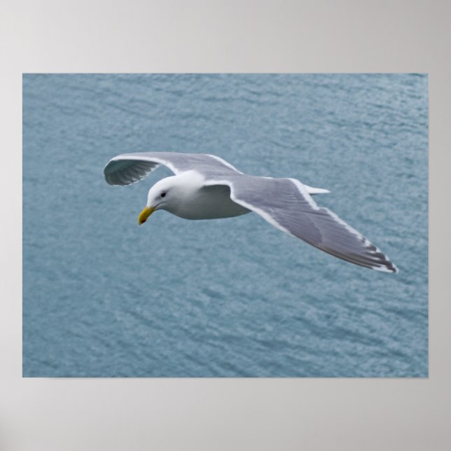 Seagull Poster 5 (Vorne)