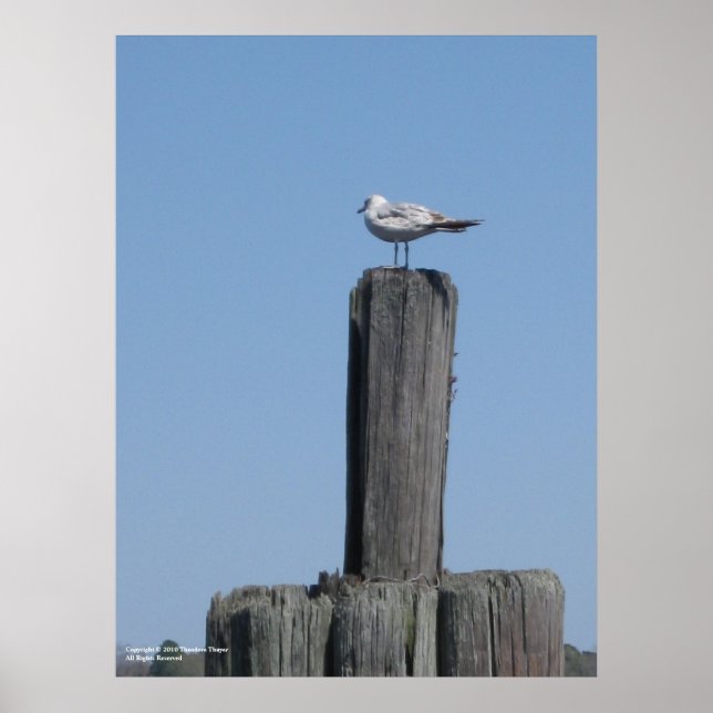 Seagull-Poster Poster (Vorne)
