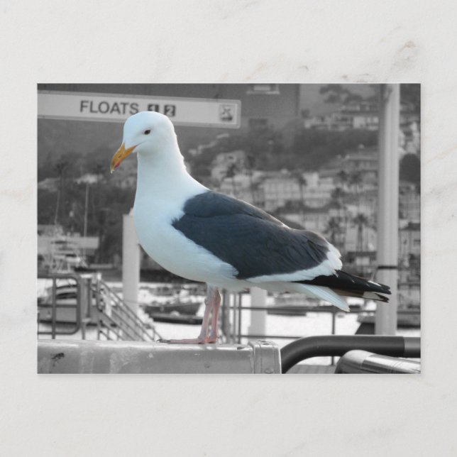 Seagull Postkarte (Vorderseite)