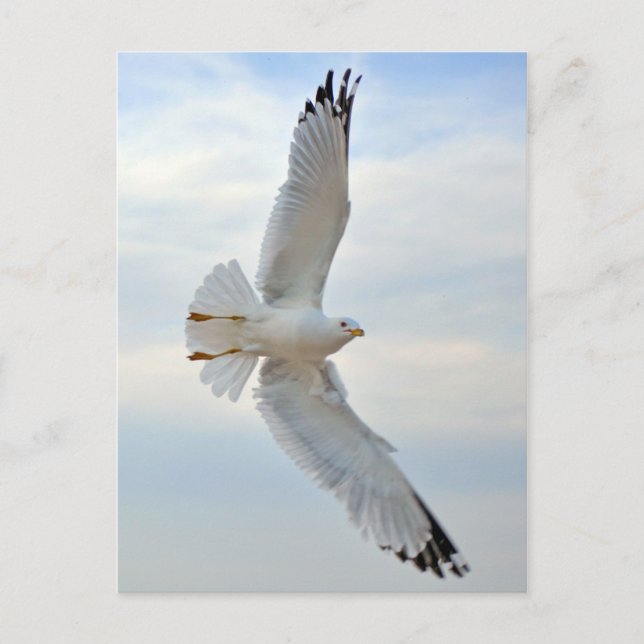 Seagull Postkarte (Vorderseite)