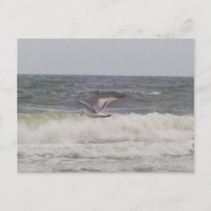 Seagull Postkarte
