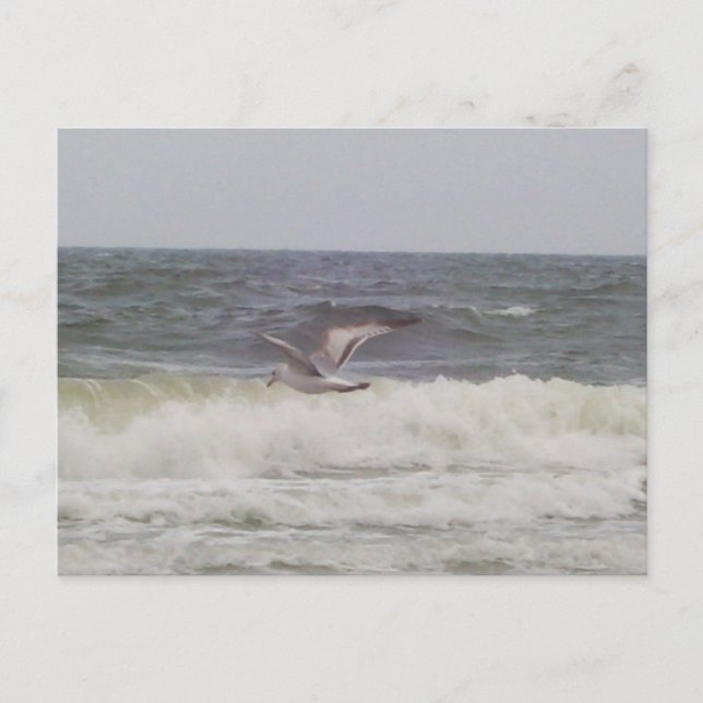 Seagull Postkarte (Vorderseite)