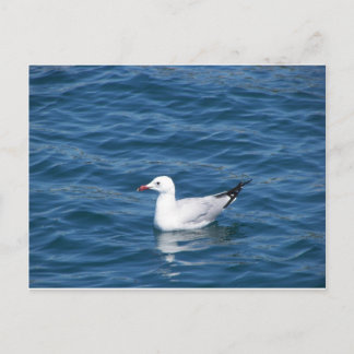 Seagull Postkarte
