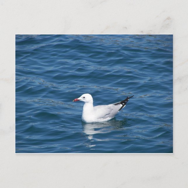 Seagull Postkarte (Vorderseite)