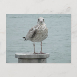 Seagull Postkarte