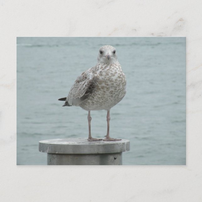 Seagull Postkarte (Vorderseite)