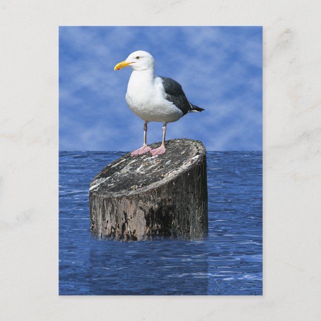 SEAGULL POSTKARTE (Vorderseite)