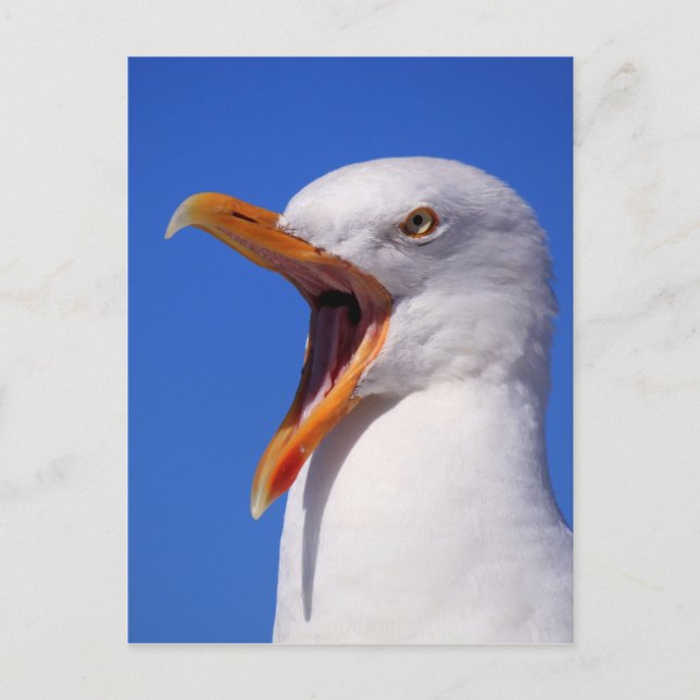 Seagull Postkarte (Vorderseite)